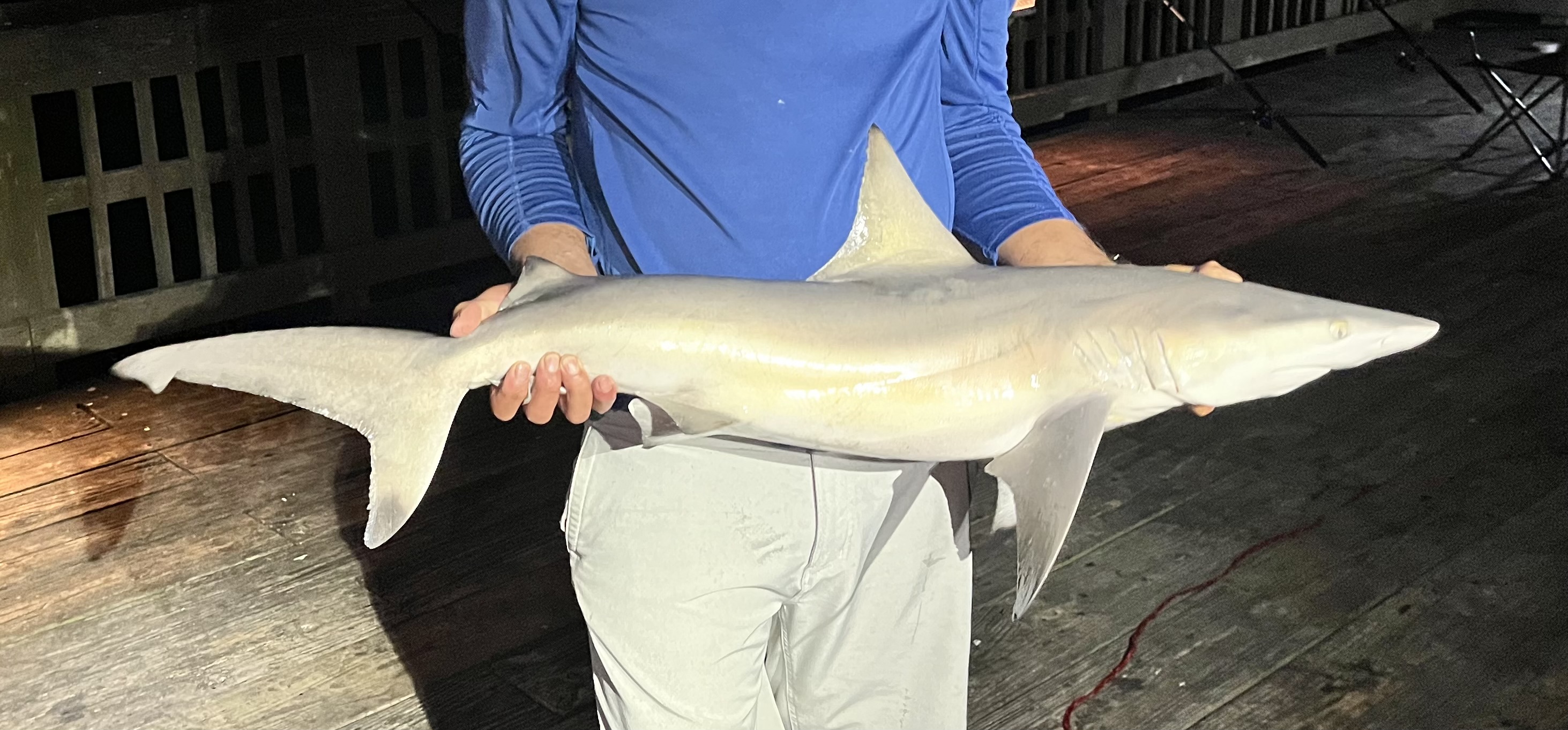 Blacktip Shark